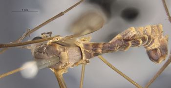 Media type: image;   Entomology 10300 Aspect: habitus dorsal view